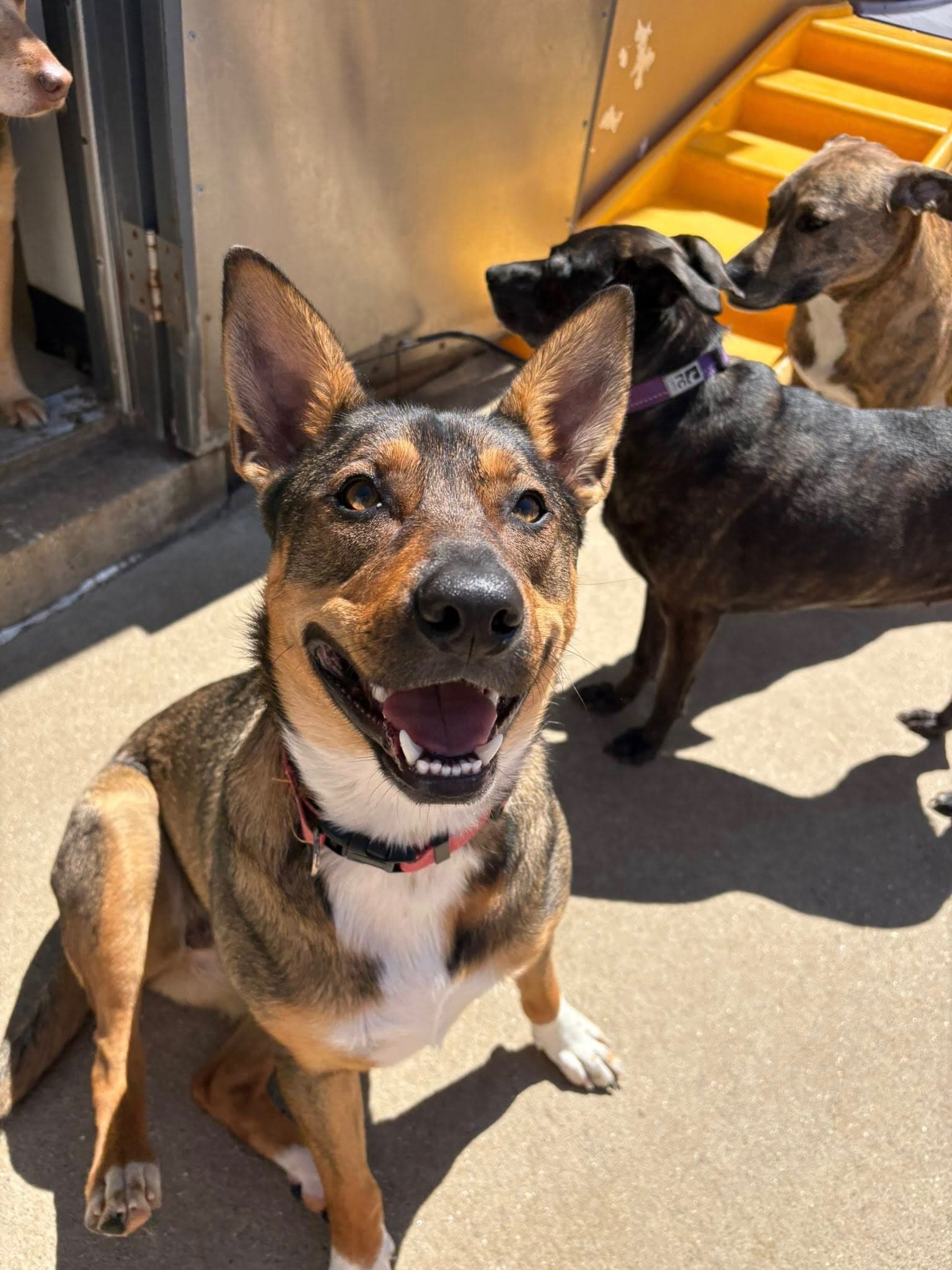 A happy dog smiling on the sunny patio with the CCC pack nearby