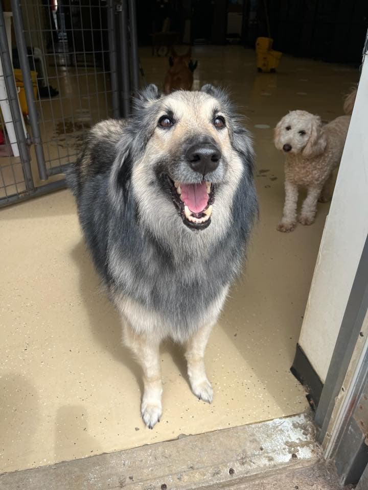 A dog enjoying time with the Canine Creature Comforts crew