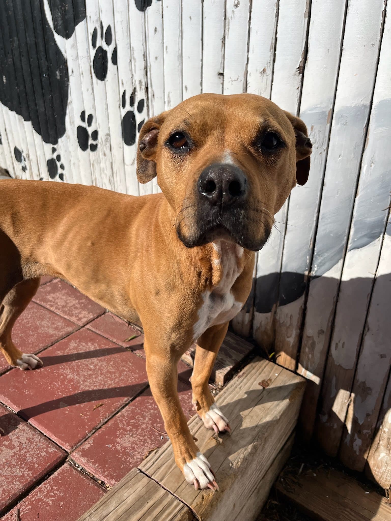 A sweet dog face at CCC